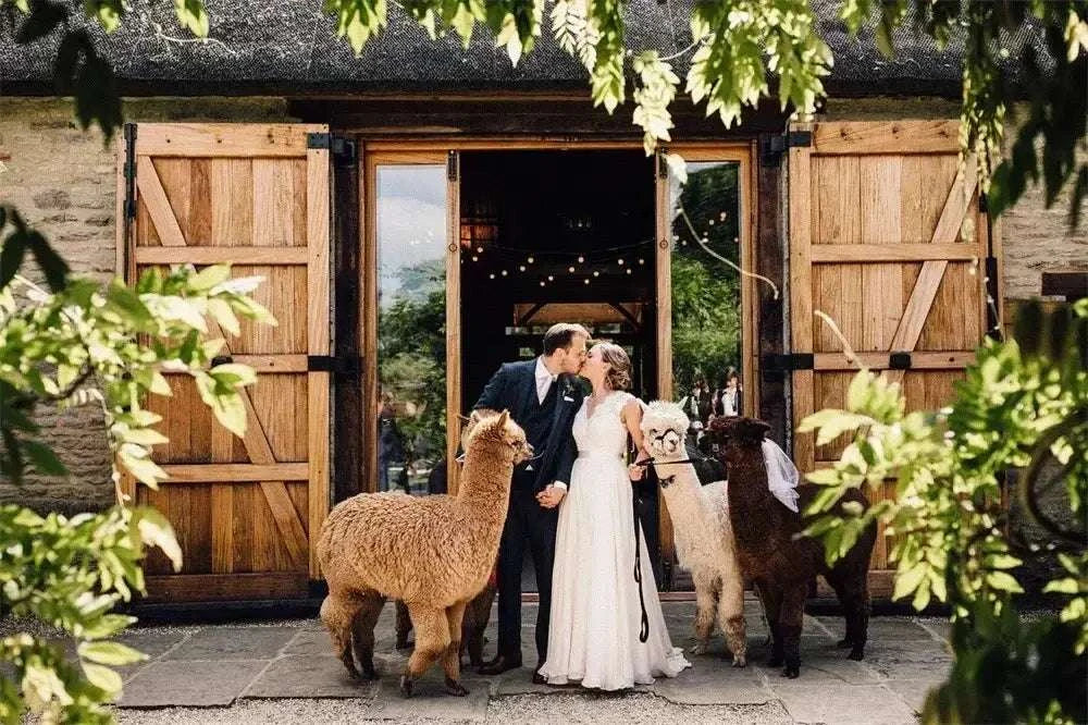 Wedding couple with bride in white sleeveless gown kissing while holding hands, standing with three alpacas outside wooden barn