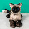 Plush Siamese Shorthair Cat-Weighted-Handmade Life-Size Companion & Pet Memorial - Maven Couture IncOrder to make