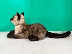 Plush Siamese Shorthair Cat-Weighted-Handmade Life-Size Companion & Pet Memorial - Maven Couture IncOrder to make