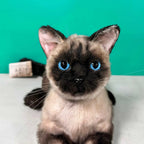Plush Siamese Shorthair Cat-Weighted-Handmade Life-Size Companion & Pet Memorial - Maven Couture IncOrder to make