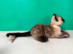 Plush Siamese Shorthair Cat-Weighted-Handmade Life-Size Companion & Pet Memorial - Maven Couture IncOrder to make