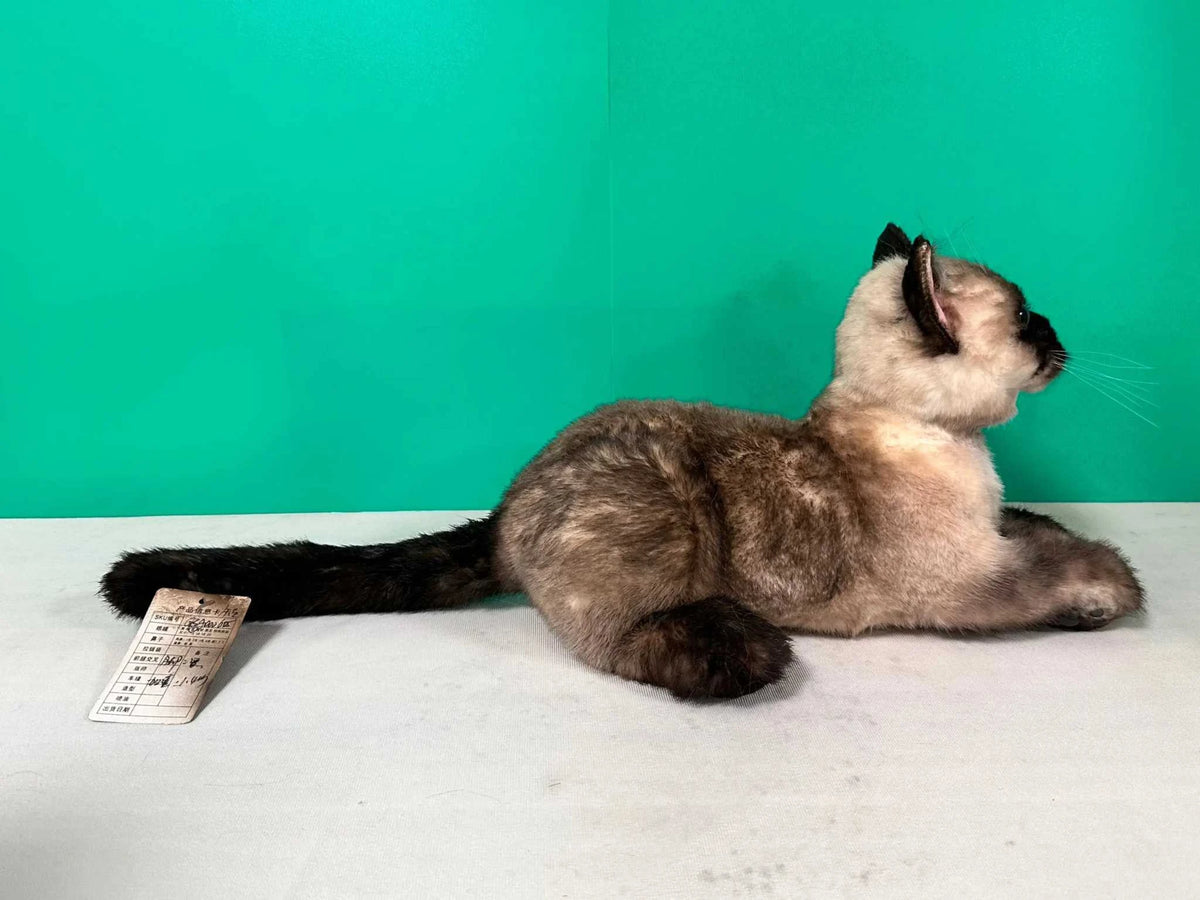 Plush Siamese Shorthair Cat-Weighted-Handmade Life-Size Companion & Pet Memorial - Maven Couture IncOrder to make